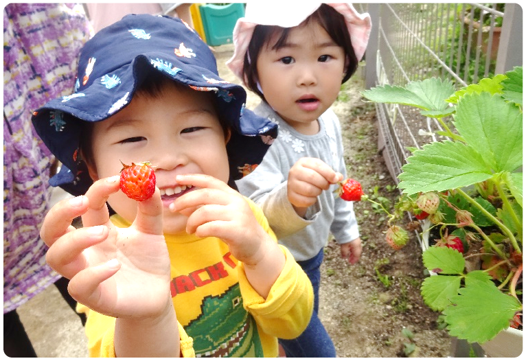 野菜育て